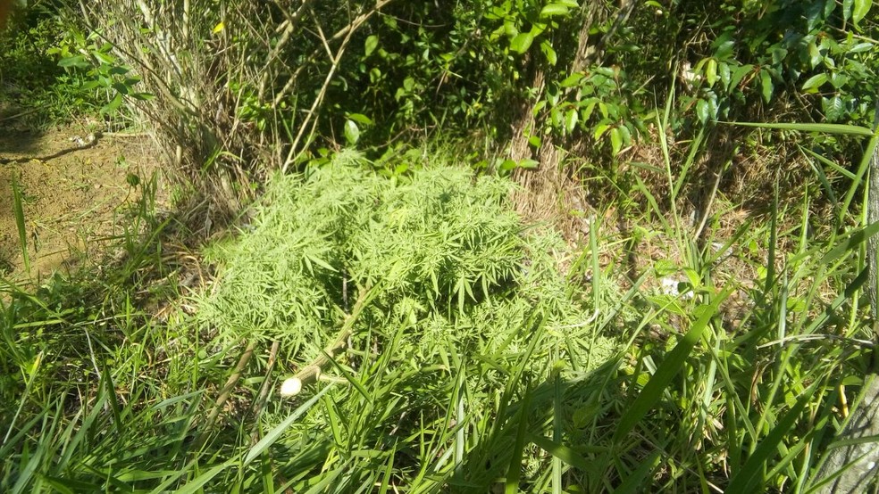 Droga foi encontrada na cidade de Maraú (Foto: Divulgação/Polícia Militar)