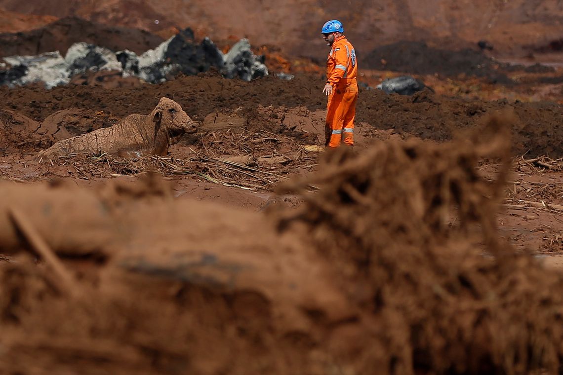 Um boi é visto na lama depois do rompimento de barragem de rejeitos de minério de ferro de propriedade da mineradora Vale, em Brumadinho (MG).
