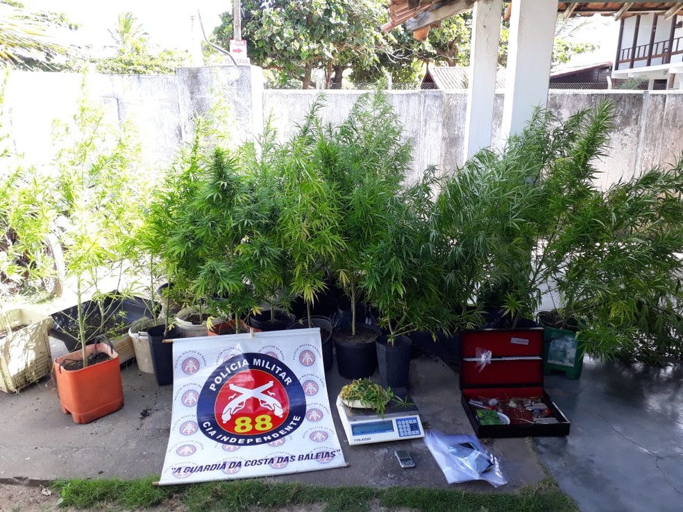 PolÃ­cia apreendeu 105 pÃ©s de maconha orgÃ¢nica  â?? Foto: DivulgaÃ§Ã£o/PolÃ­cia Militar 