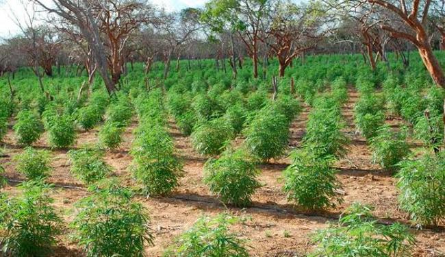 Resultado de imagem para fotos de plantaçao de maconha na bahia