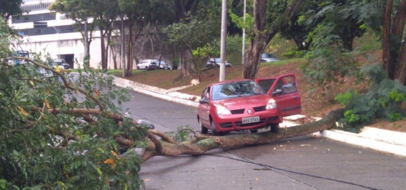 [Ãrvore cai e interdita rua prÃ³xima ao viaduto do Canela]