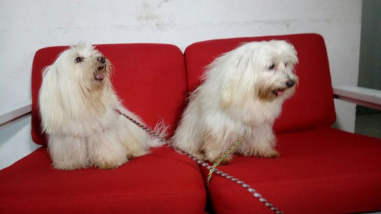 Cachorros foram encontrados abandonados - Foto: Andrezza Moura | Ag. A TARDE