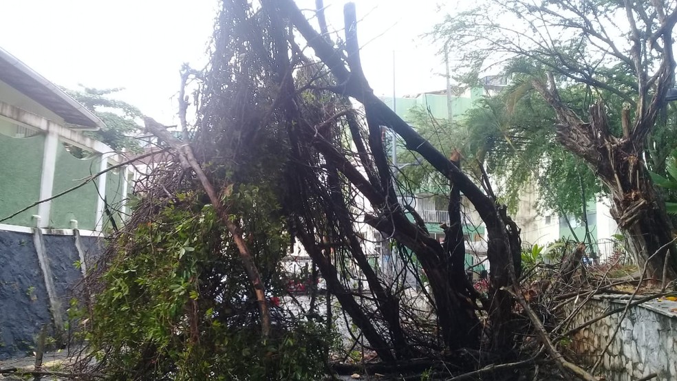 Queda ocorreu na Rua Belmonte, no Rio Vermelho, na madrugada desta quinta-feira (31). — Foto: Cid Vaz / TV Bahia