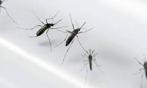 Resultado de imagem para Municípios são obrigados a fazer levantamento de infestação por Aedes Aegypti