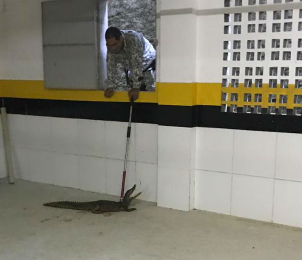 JacarÃ© Ã© achado em prÃ©dio na Avenida Paralela, em Salvador â?? Foto: DivulgaÃ§Ã£o/Guarda Municipal