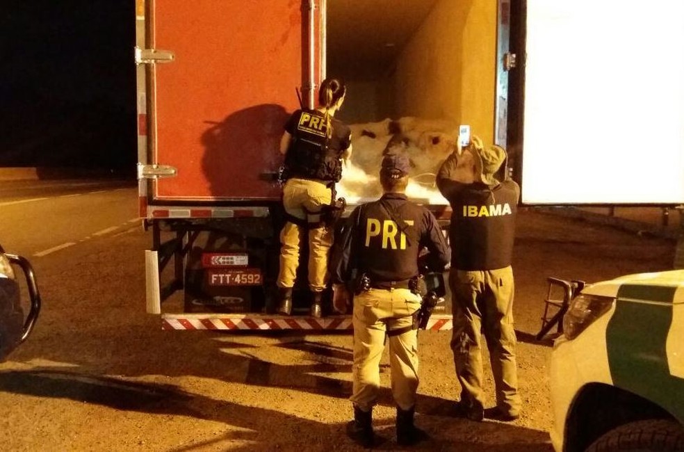 Carga de pescados foi apreendida pelo Ibama com apoio da PRF (Foto: PRF/Divulgação)