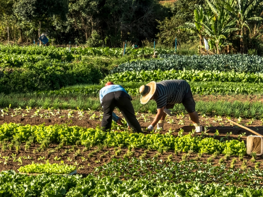 Agricultura Familiar: por que ela é importante para o nosso país? - MF  Magazine