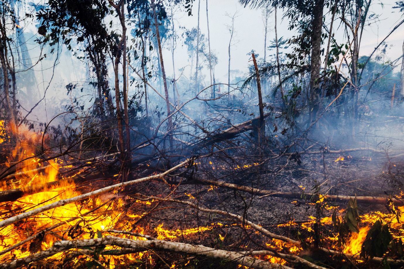 Exército prende 63 pessoas em um mês por queimadas na Amazônia | Exame