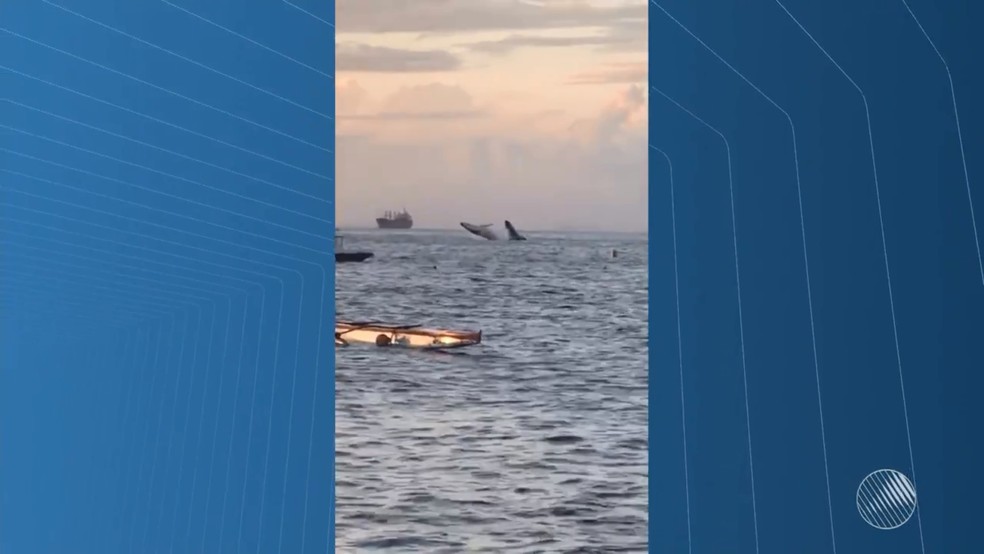 Duas baleias sÃ£o flagradas dando saltos em mar da BaÃ­a de Todos-os-Santos, em Salvador (Foto: ReproduÃ§Ã£o/TV Bahia)
