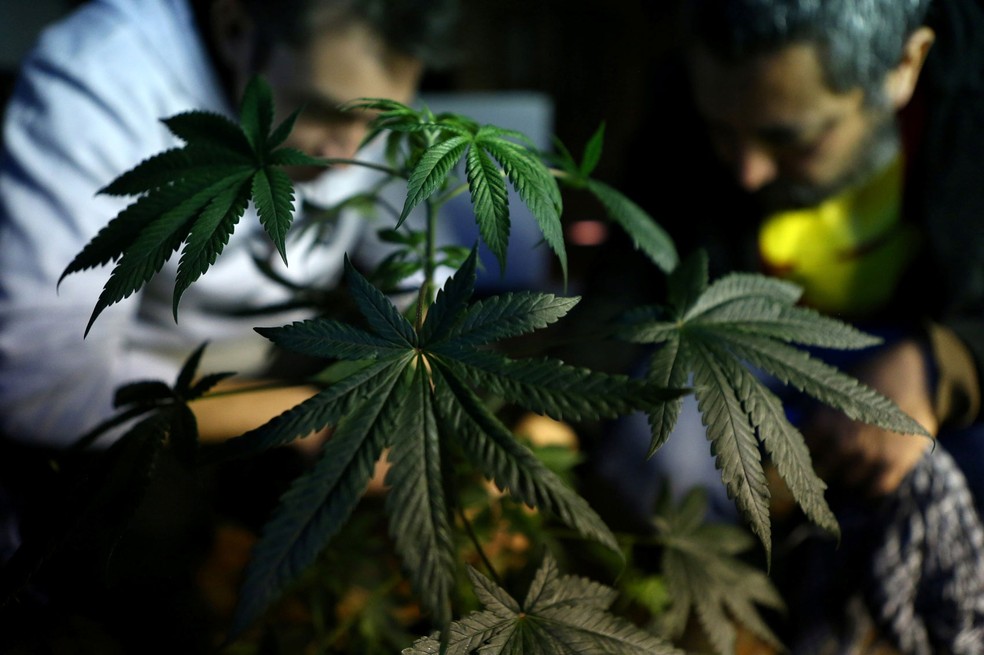 Maconha é cultivada em fundação em Santiago, no Chile. Estudo avaliou que canabidiol é eficaz contra forma rara de epilepsia â?? Foto: Reuters/Ivan Alvarado