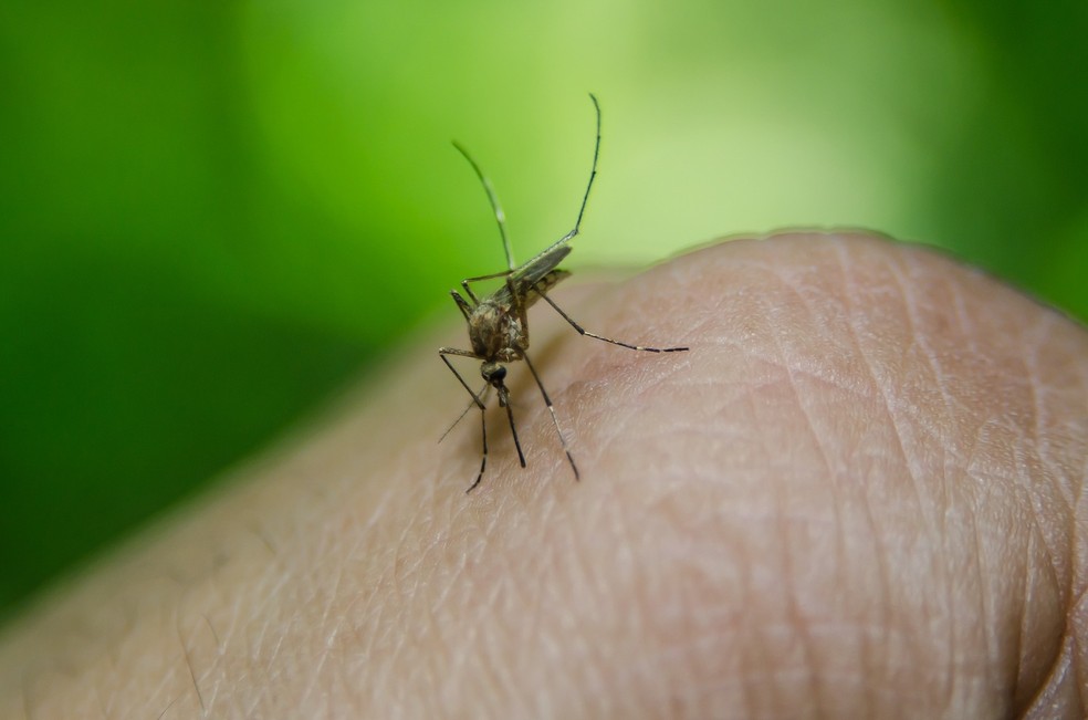 Fornecimento do inseticida para combate do mosquito está suspenso â?? Foto: Pixabay/Divulgação