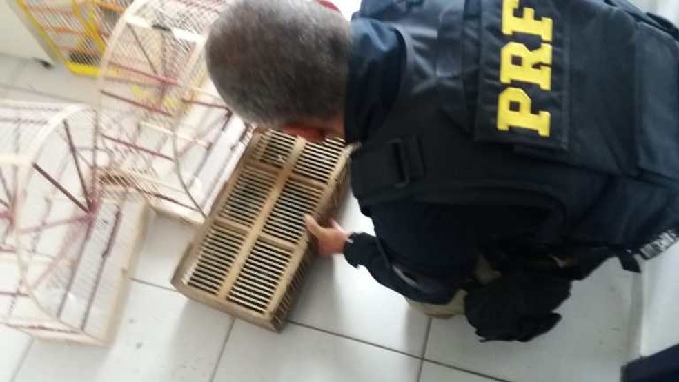 Durante a revista no interior do veÃ­culo, agentes da PRF encontraram gaiolas vazias. â?? Foto: PolÃ­cia RodoviÃ¡ria Federal / DivulgaÃ§Ã£o