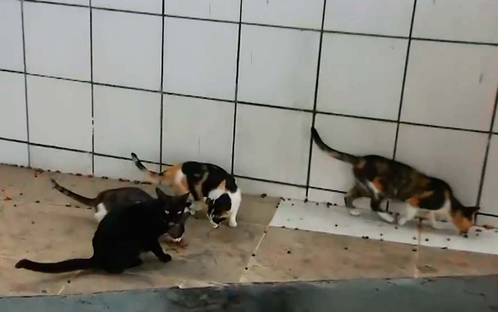 Moradores de condomÃ­nio em Salvador denunciaram a morte de mais de 15 gatos  â?? Foto: ReproduÃ§Ã£o/TV Bahia