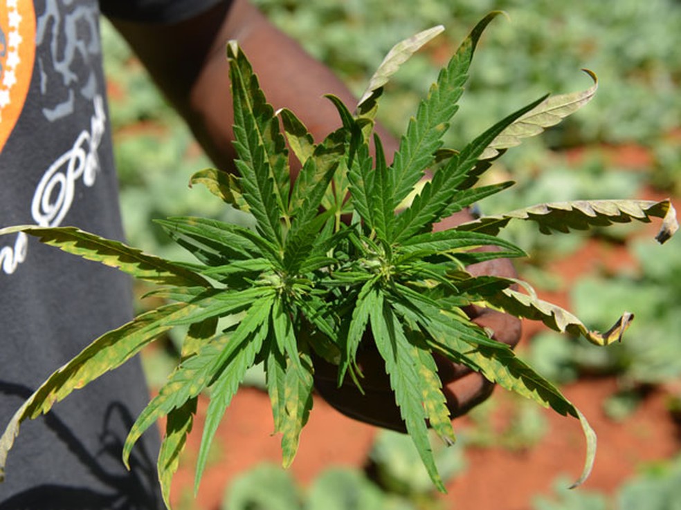 Folha de cannabis sativa â?? Foto: AP Photo/David McFadden