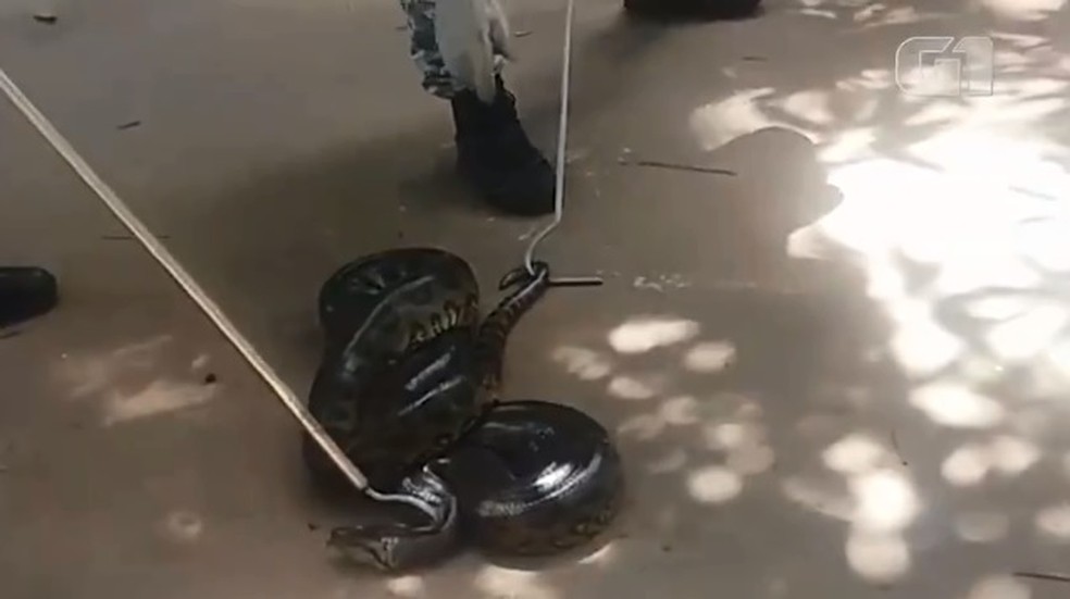 Sucuri resgatada em Stella Maris, em Salvador â?? Foto: Guarda Municipal/ DivulgaÃ§Ã£o