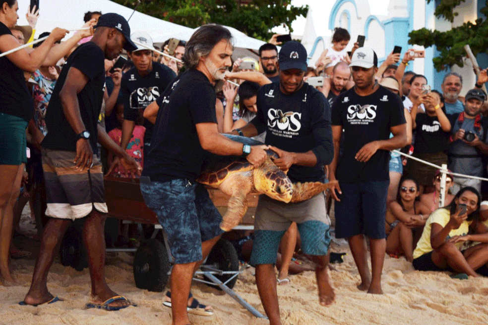 Tartaruga de 20 anos e 40kg Ã© devolvida Ã  natureza apÃ³s 4 meses de tratamento, reabilitaÃ§Ã£o e cura  de pneumonia â?? Foto: DivulgaÃ§Ã£o/SEMA