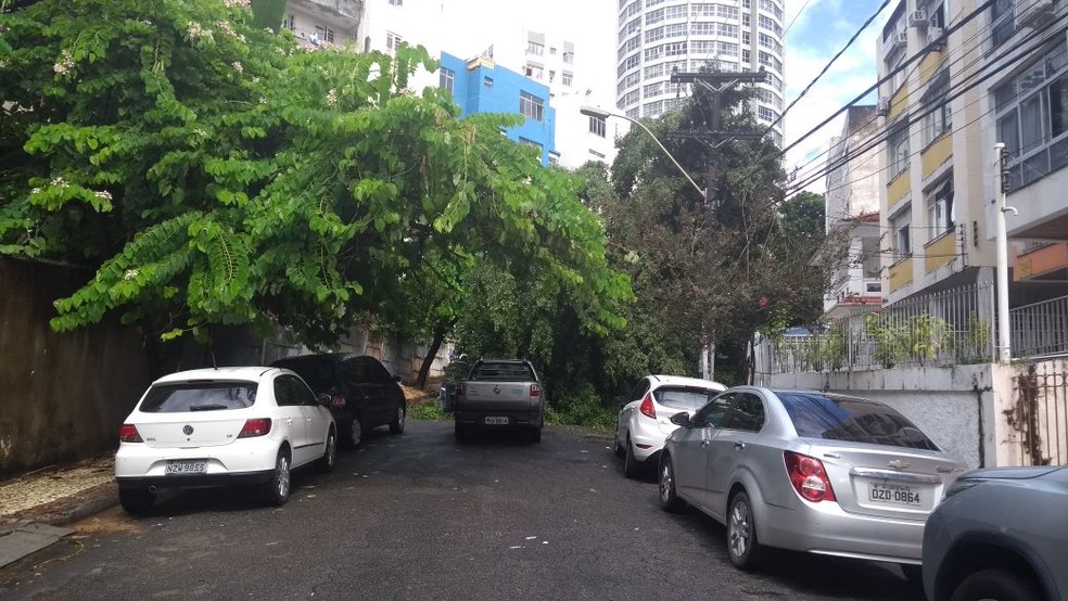 Árvore caiu na Rua 8 de Dezembro, bairro da Graça, em Salvador, por volta das 9h desta quarta-feira (Foto: Adriana Oliveira/TV Bahia)