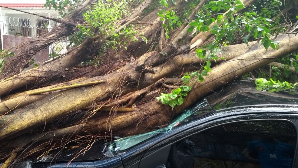 Árvore cai e atinge dois carros na Avenida 8 de Dezembro, perto da Avenida Princesa Izabel (Foto: Adriana Oliveira/TV Bahia)