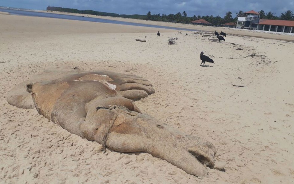 Biólogos coletaram materiais de carcaça de baleia em Prado (Foto: Site Prado Notícia/ Claydson Motta)