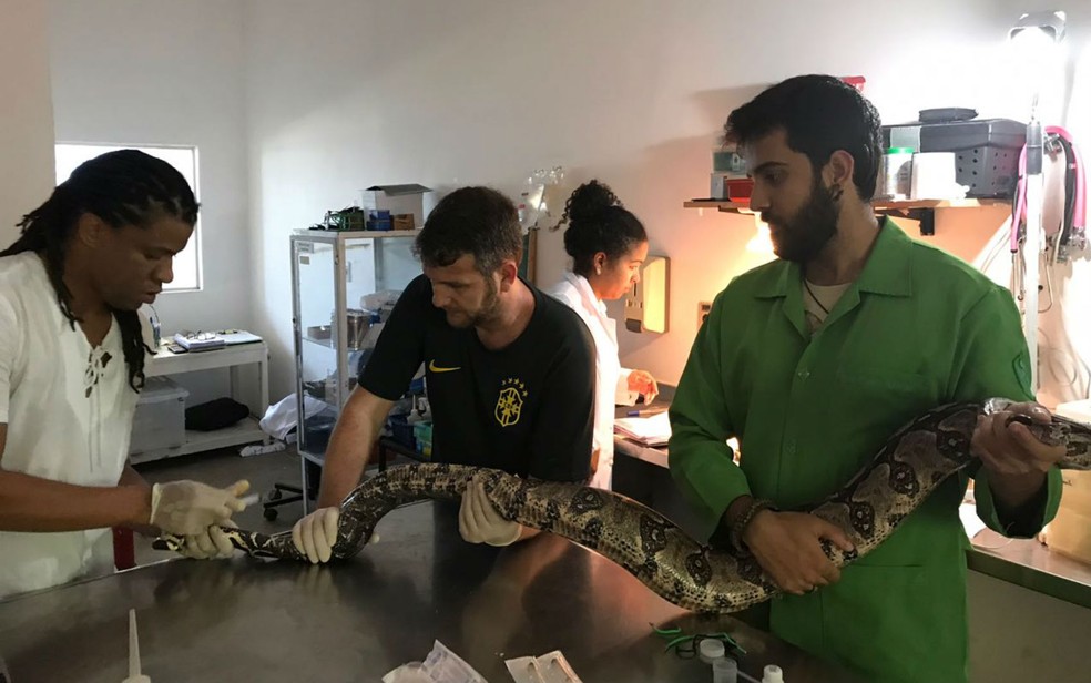 Jiboia foi resgatada por estudante de medicina veterinária da Ufba (Foto: Gustavo Rodamilans/ AASE)