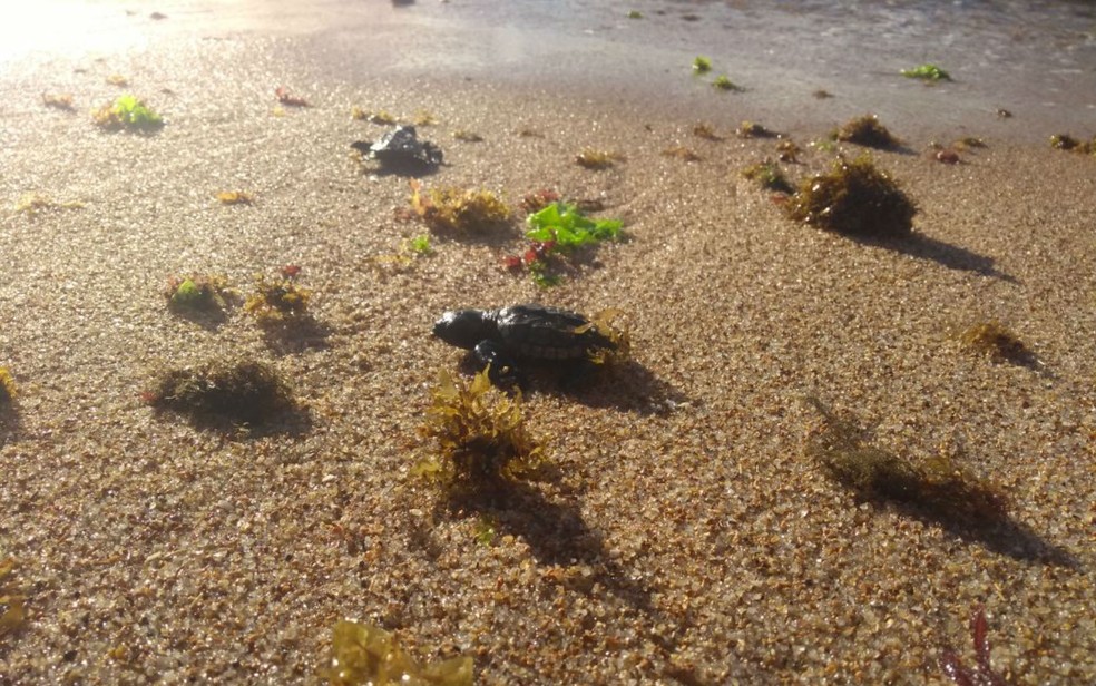 Filhotes caminham nas areias de Itapuã até o mar (Foto: Adriana Oliveira/TV Bahia)