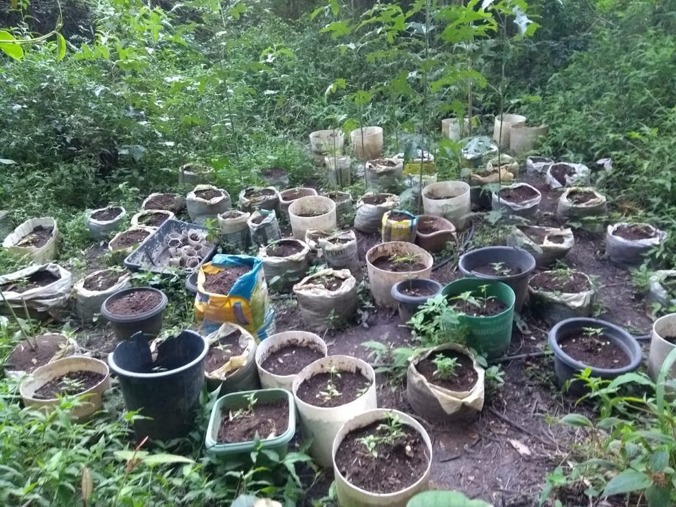 Mudas e pÃ©s de maconha achados no Vale do CapÃ£o (Foto: PolÃ­cia Militar/ DivulgaÃ§Ã£o)
