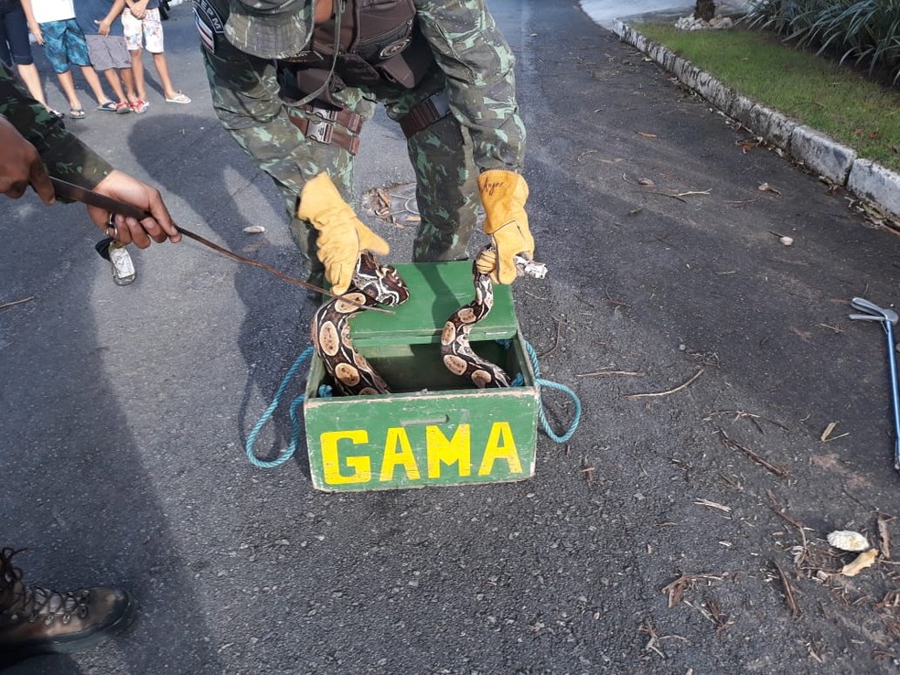 Um morador disse para a polÃcia que a jiboia chegou à residência através da tubulação de água. (Foto: Maiana Belo/G1)