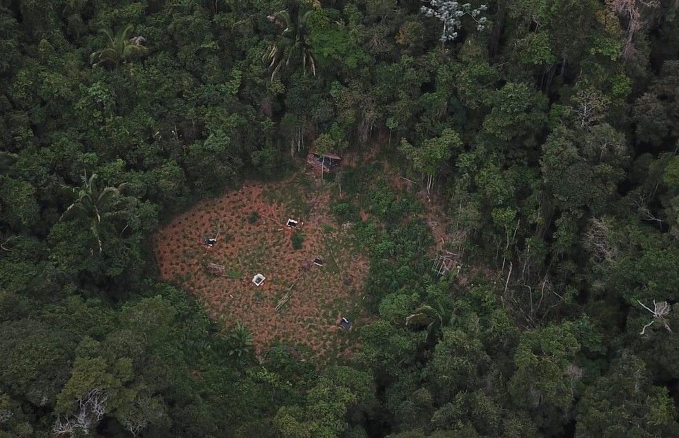 PlantaÃ§Ã£o que totalizava 10 mil pÃ©s de maconha foi encontrada no municÃ­pio de Gandu â?? Foto: DivulgaÃ§Ã£o/SSP-BA