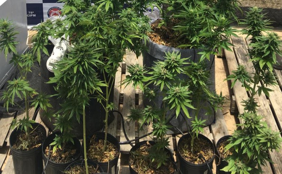 Maconha foi apreendida  â?? Foto: DivulgaÃ§Ã£o/PolÃ­cia Militar