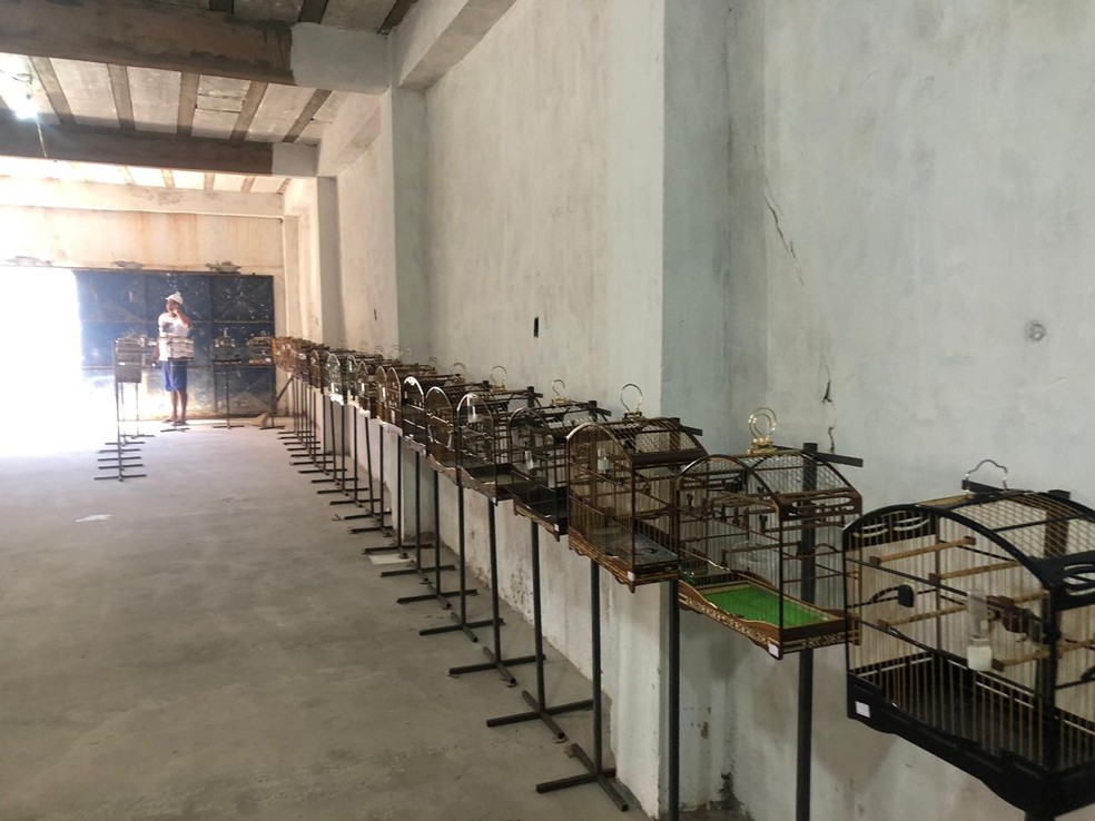 Torneio irregular de canto de aves terminou com 90 pÃ¡ssaros apreendidos â?? Foto: DivulgaÃ§Ã£o/SSP-BA