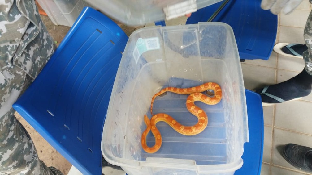Cobra foi resgatada e levada para o Noap, no Instituto de Biologia da Ufba â?? Foto: Guarda Municipal/ DivulgaÃ§Ã£o