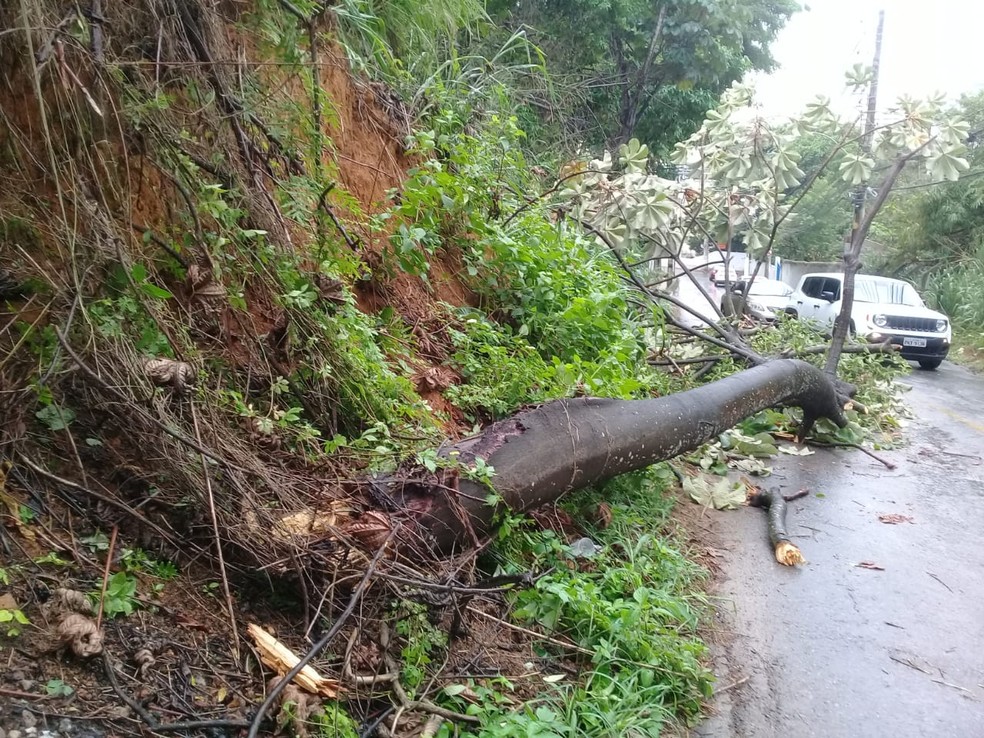 Ãrvore desaba no bairro de Brotas, em Salvador â?? Foto: Cid Vaz/TV Bahia