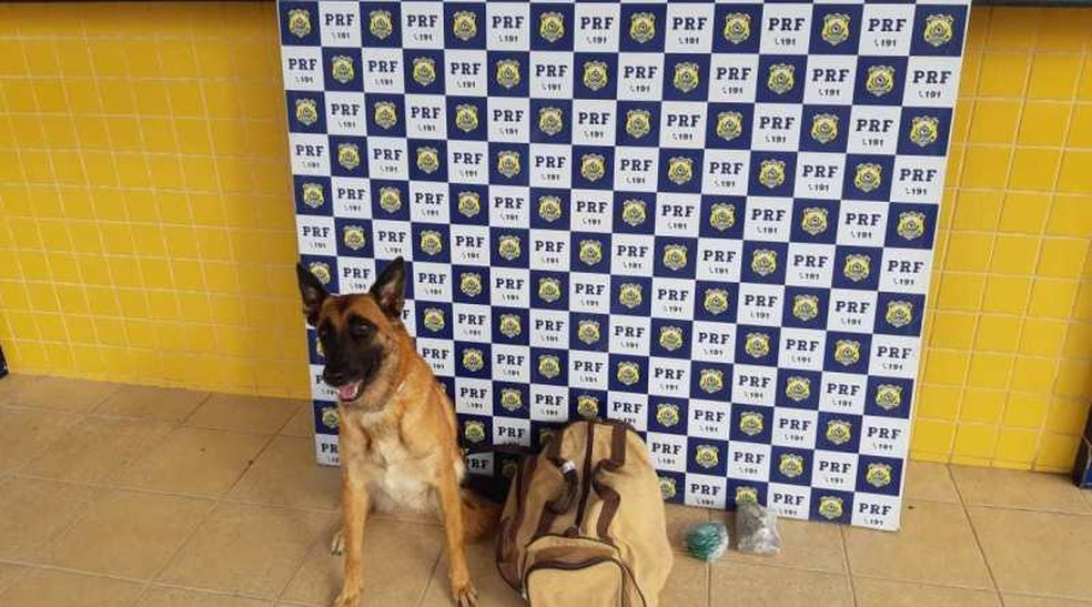 Jovem é preso após cão farejador encontrar drogas em ônibus de turismo na BR-116, em Feira de Santana â?? Foto: Divulgação/PRF