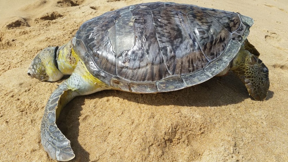 Tartaruga marinha foi encontrada morta, com pescoço cortado por lacre, em praia do sul da Bahia â?? Foto: Monica Panachão/Projeto A-mar