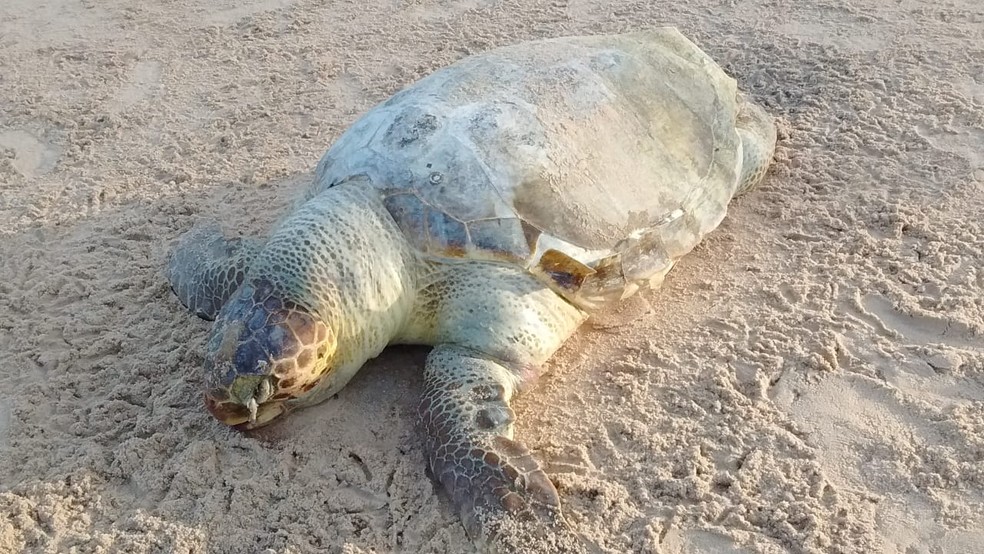 Tartaruga marinha foi encontrada morta, com pescoço cortado por lacre, em praia do sul da Bahia â?? Foto: Monica Panachão/Projeto A-mar