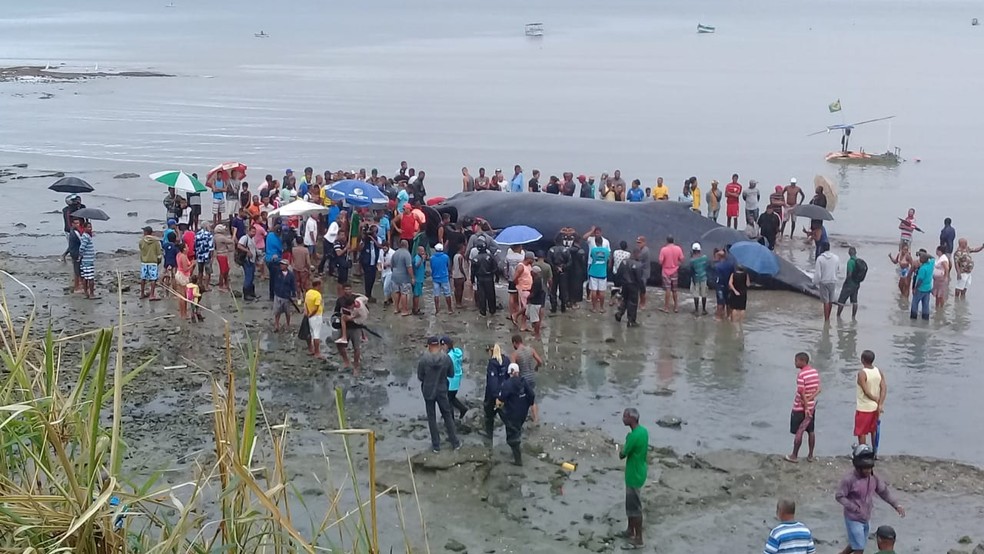 Baleia encalhada em Salvador â?? Foto: Cid Vaz/TV Bahia