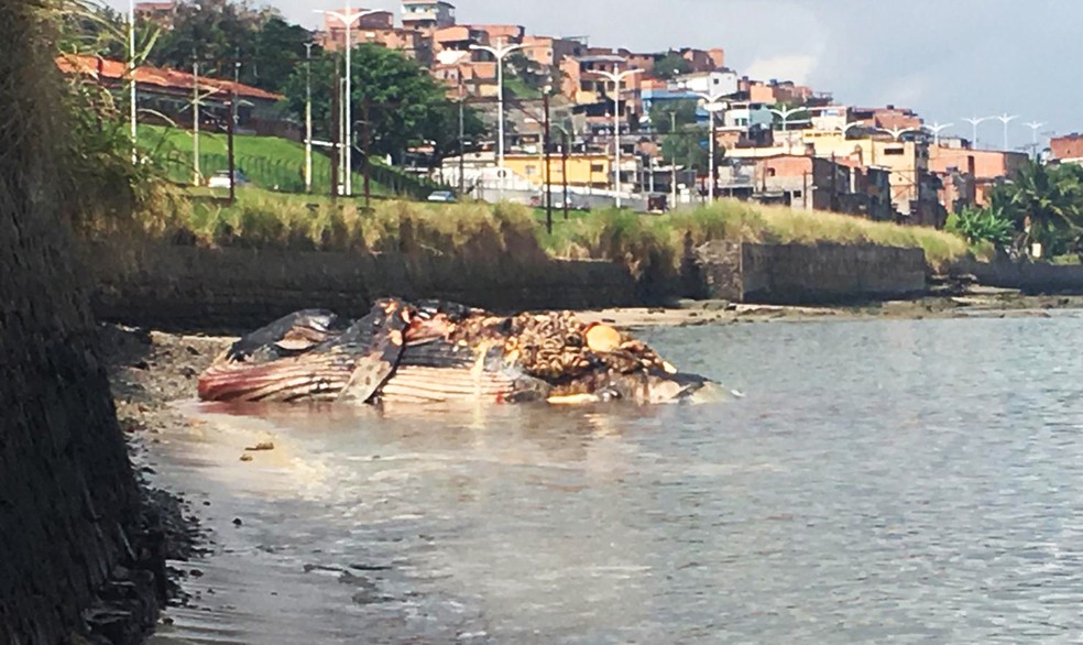 Moradores reclamam de mau cheio e relatam medo de doenÃ§as â?? Foto: Phael Fernandes/G1 Bahia