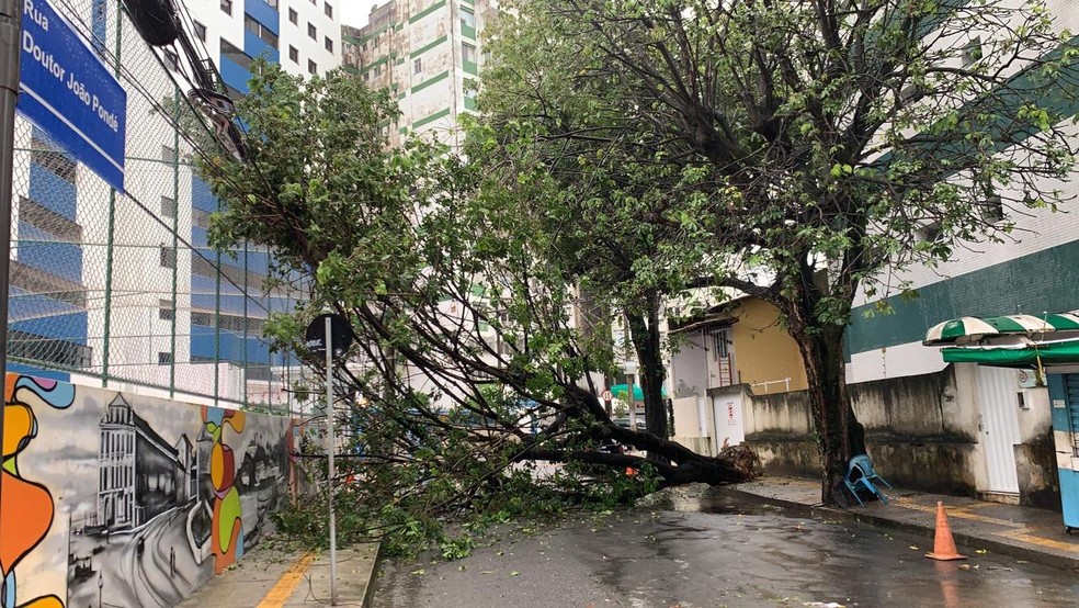 Queda de árvore da n rua Doutor João Ponde, na Barra, em Salvador — Foto: Victor Silveira/TV Bahia