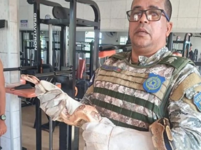 Divulgação