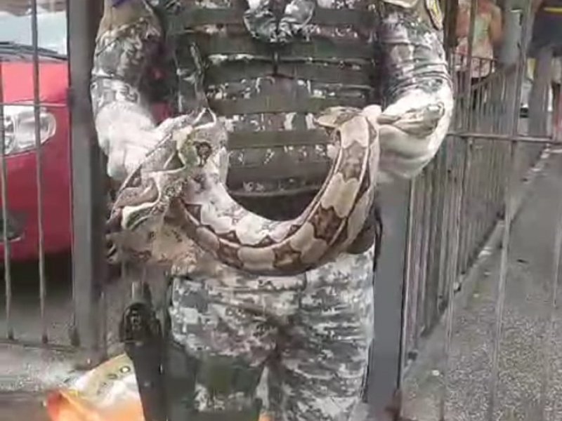 Divulgação GCM