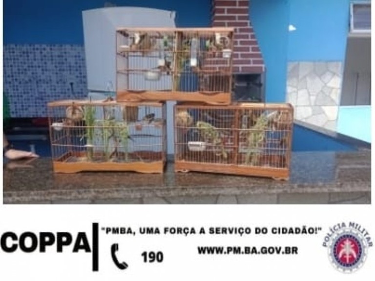 Divulgação