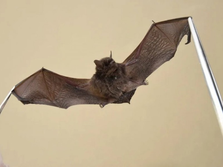 Prefeitura de Jundiaí/Divulgação