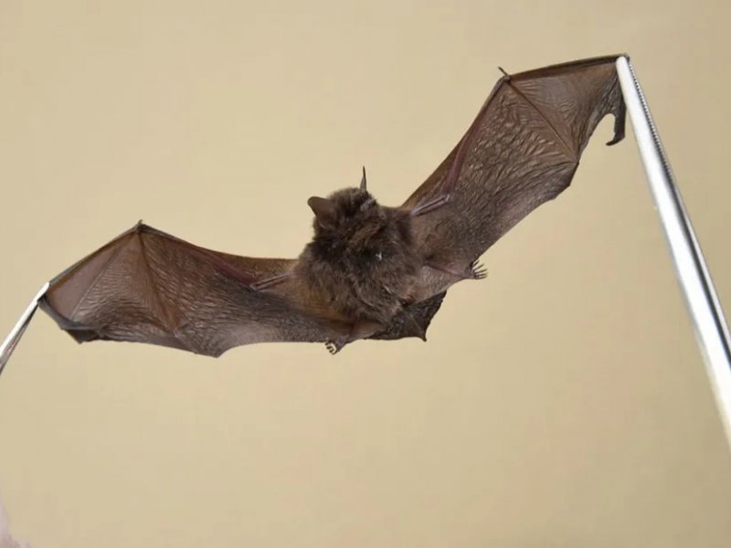 Prefeitura de Jundiaí/Divulgação Prefeitura de Jundiaí/Divulgação