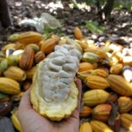 Produtores cobram ajustes no PL para ampliar uso de cacau em chocolates