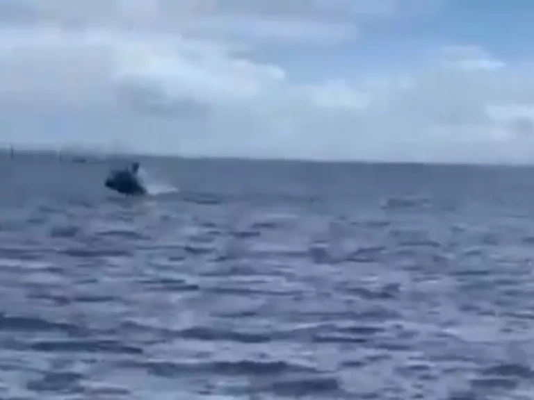 Reprodução/Bahia Scuba