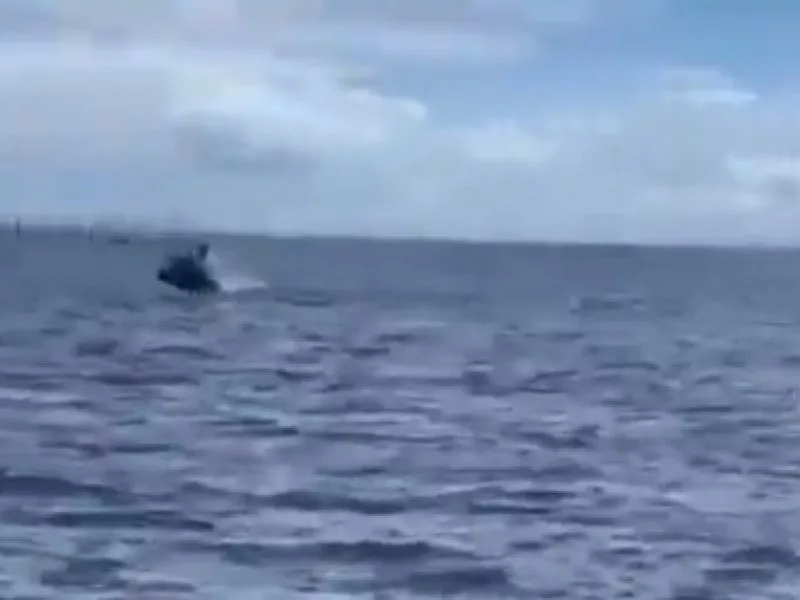 Reprodução/Bahia Scuba