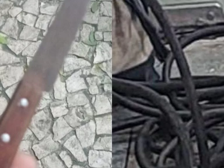 Divulgação