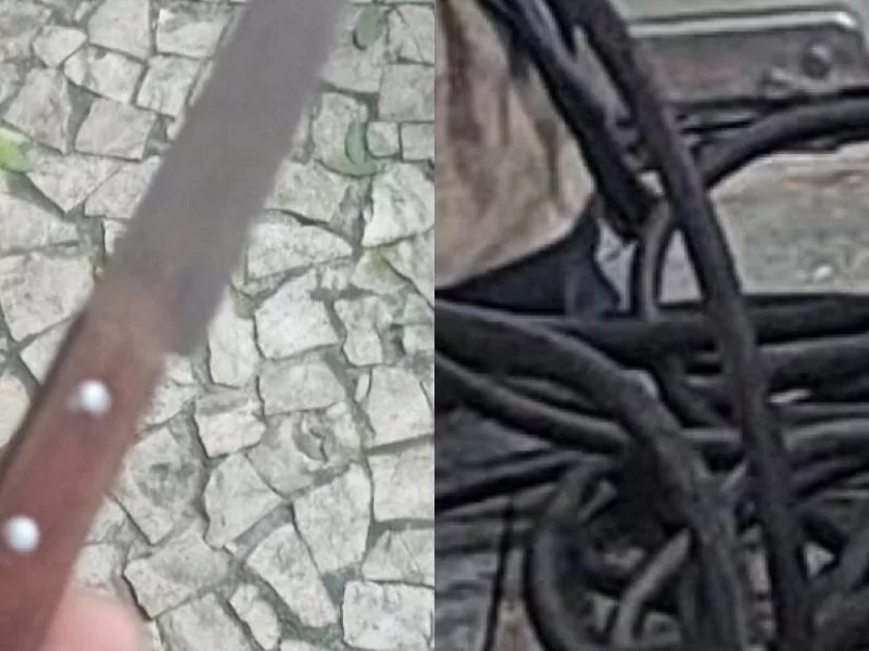 Divulgação