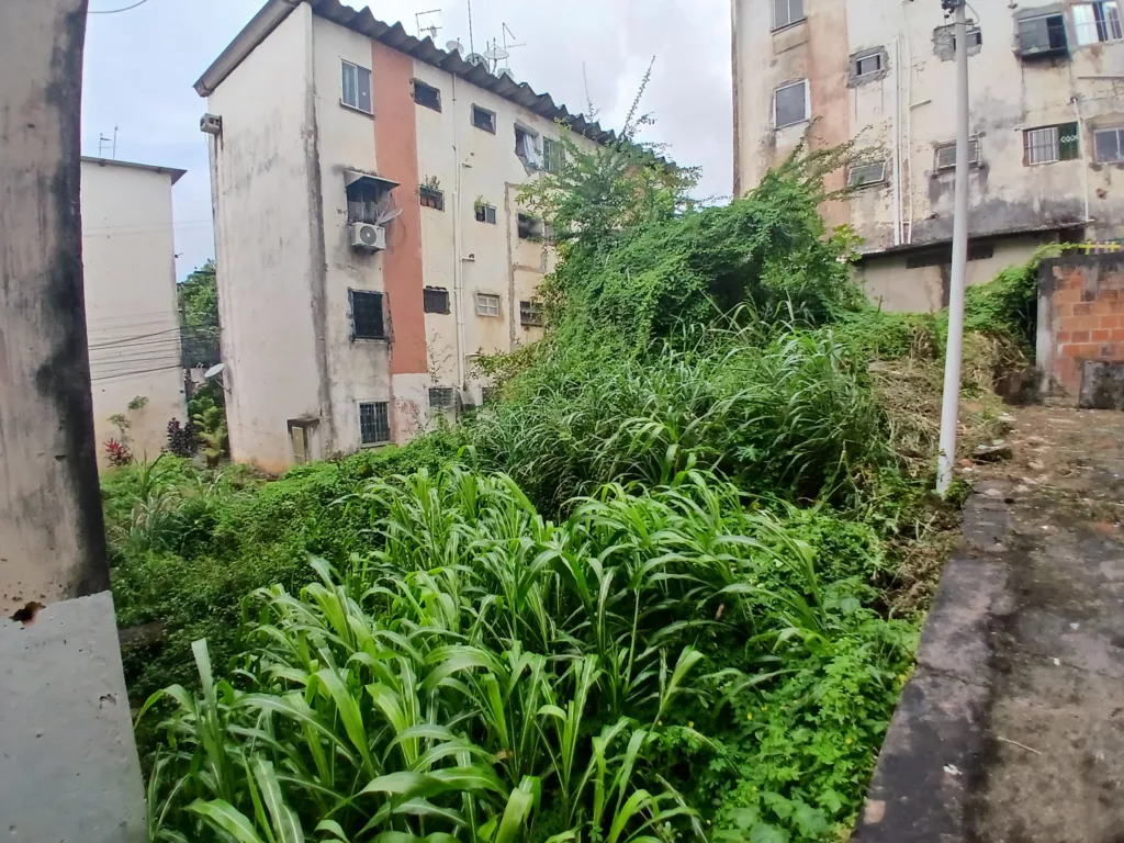 Moradores denunciam matagal de 3 metros de altura em Mussurunga