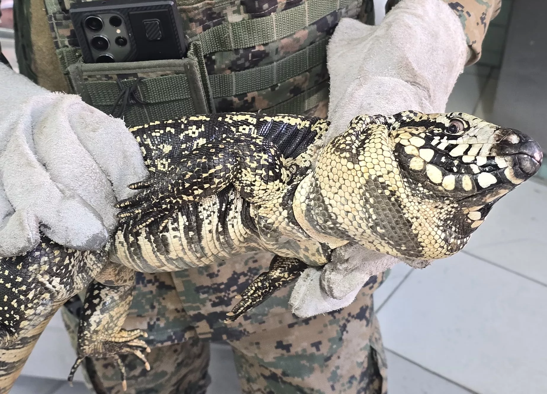 Teiú, considerado o maior lagarto do Brasil, foi resgatado por PMs neste sábado (16) no bairro Dois de Julho